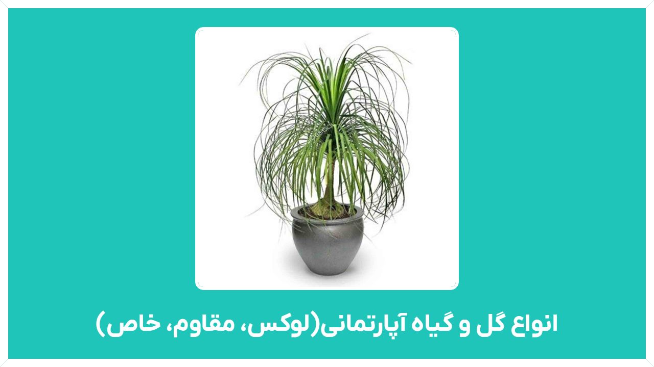 خرید اینترنتی انواع گل و گیاه آپارتمانی ارزان قیمت (لوکس، مقاوم، خاص، در تهران)