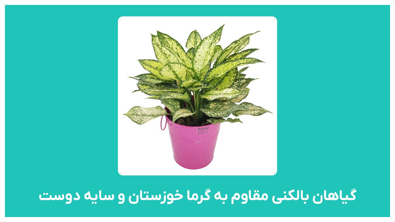 گیاهان بالکنی مقاوم به گرما خوزستان و سایه دوست ومقاوم به نور مستقیم آفتاب