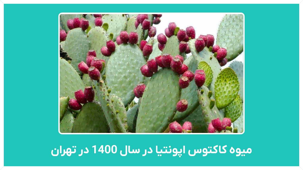 راهنمای خرید و قیمت میوه کاکتوس اپونتیا در سال 1400 در تهران با قیمت مناسب